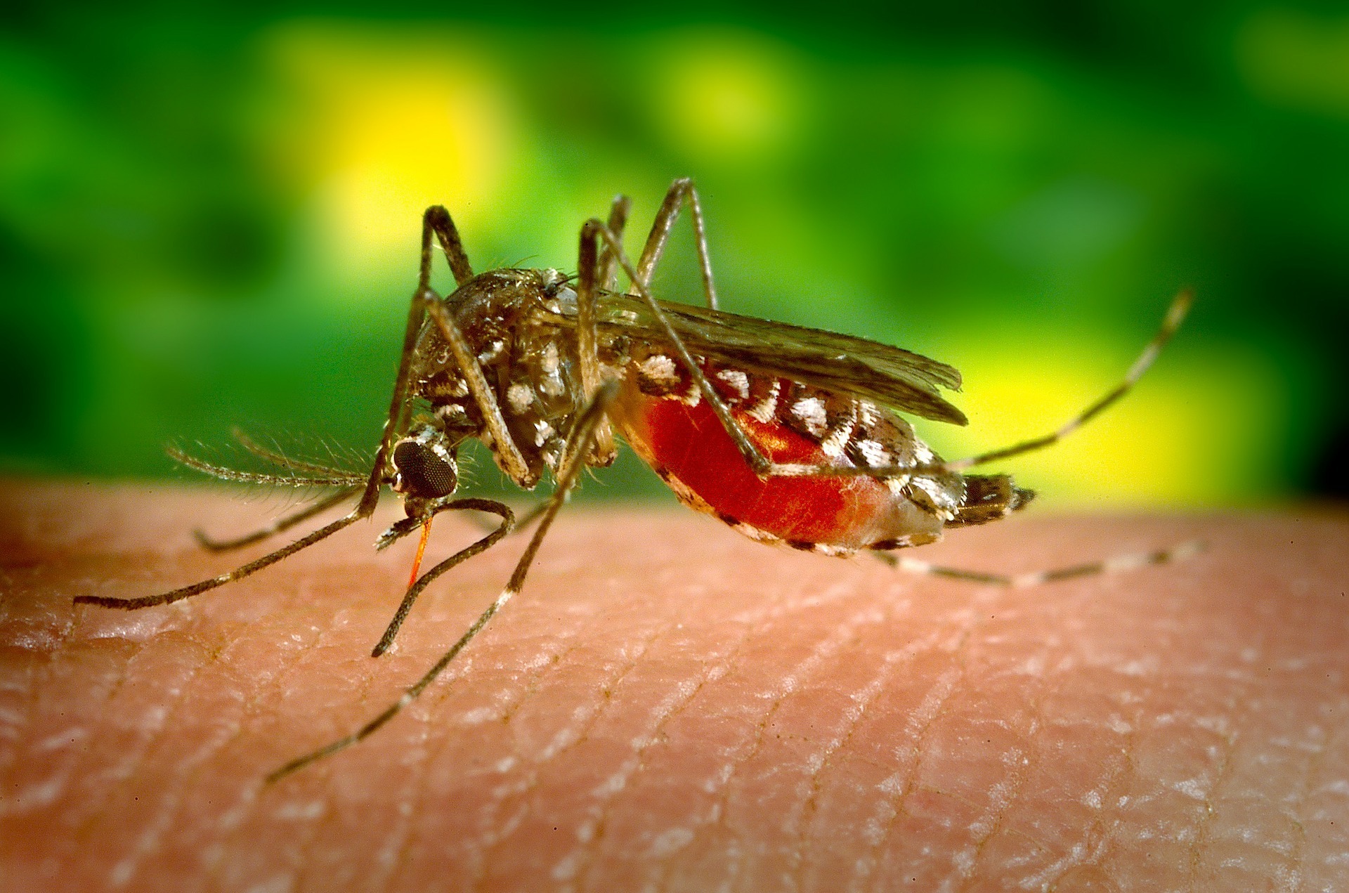 Região do Polo Têxtil (RPT) Contabiliza Mais Três Mortes por Dengue em 2024